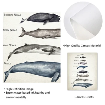 Balenele Dimensiunea Diagramă Comparație Imprimare Balena Pictura In Acuarela De Învățământ Copil Poster Pepinieră Arta De Perete Poze Decor Camera Pentru Copii