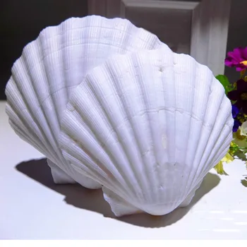 3pcs naturale Scoica albă mare alb coajă scoică shell pentru rezervor de pește decor sau cadou