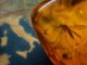 Virusul West Nile s-a extins în Europa, iar Italia a înregistrat 13 decese
